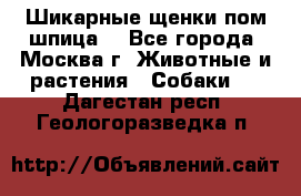 Шикарные щенки пом шпица  - Все города, Москва г. Животные и растения » Собаки   . Дагестан респ.,Геологоразведка п.